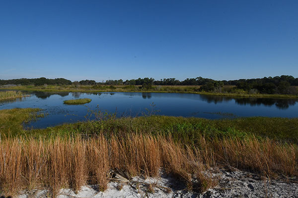 Landscape view of Marshall Hampton Reserve shoreline