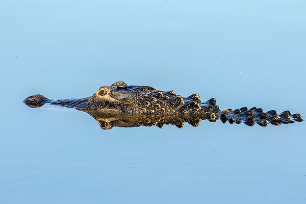 Profile view of alligator swimming in water.