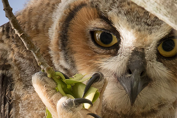 Closeup view of Great Horned Owl face