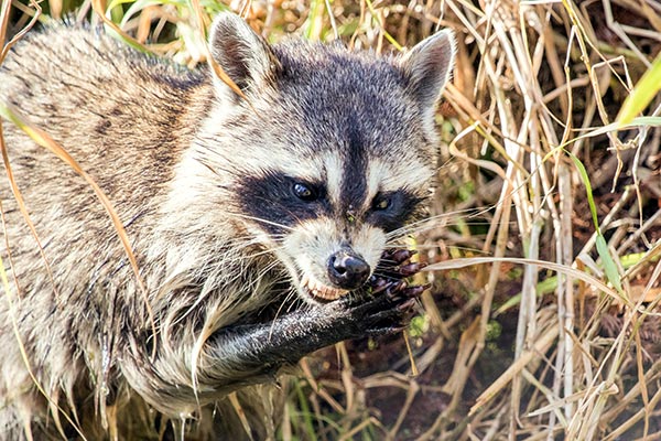 Closeup view of a raccoon using hands to eat