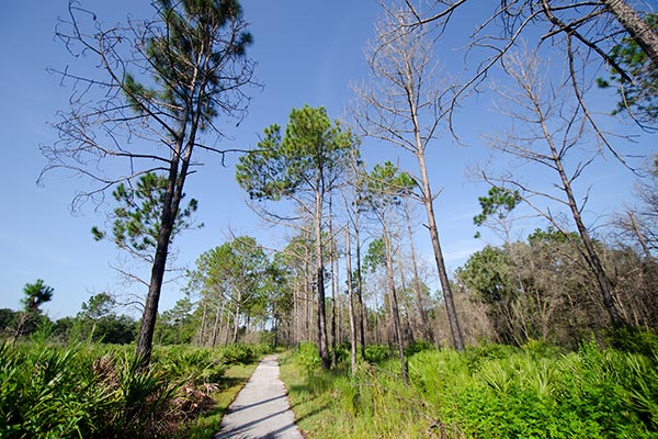 Landscape view of walking path at Gator Creek Reserve