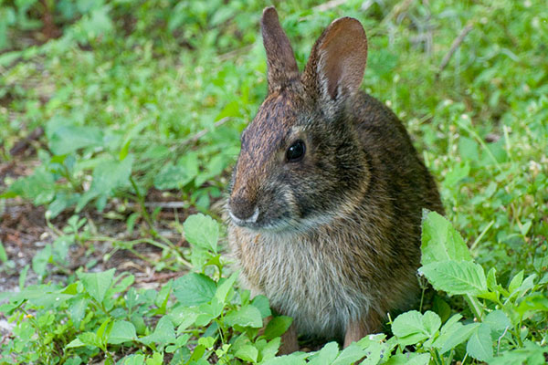 Crooked Lake Prairie Rabbit