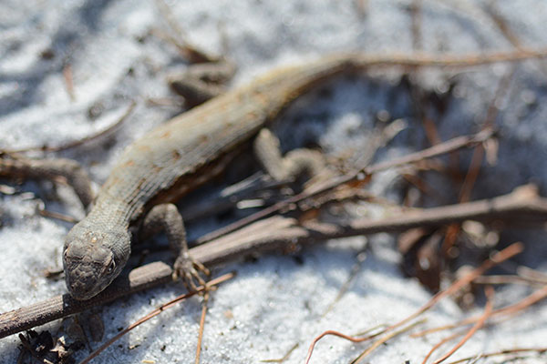 Full body closeup of a scrub lizard resting on twigs and sand