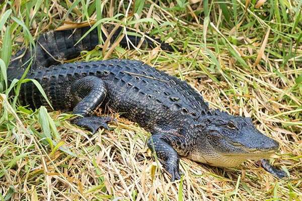 Full body view of an alligator resting in grass