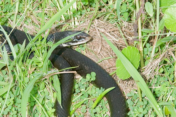 Eastern indigo snake crawling in grass and clover