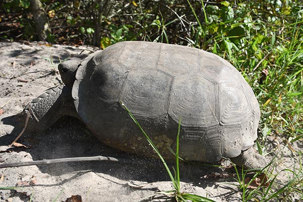 Side view of a gopher tortoise crawling