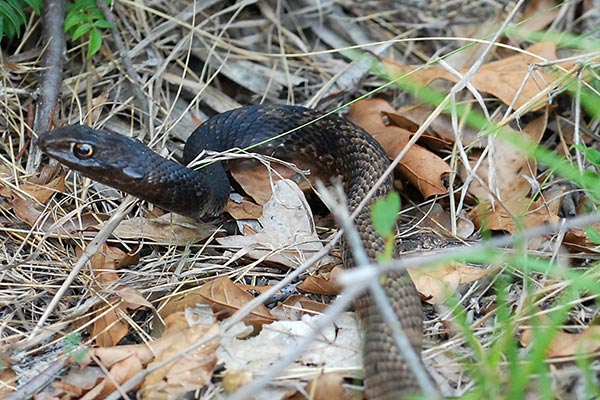 Closeup of an Eastern indigo snake crawling in grass and leaves