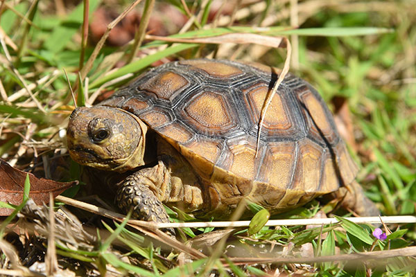 Closeup view of a gopher tortoise crawling in grass