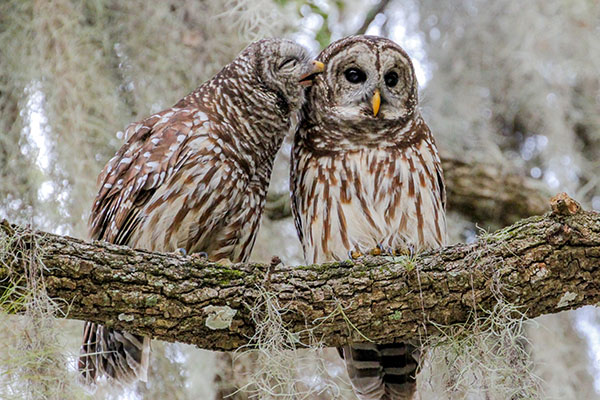 Two barred owls sitting on tree branch preening.