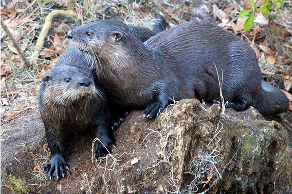 Two river otters resting on a rock