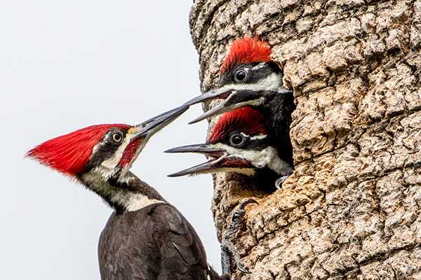 Pileated woodpecker feeding young in tree nest