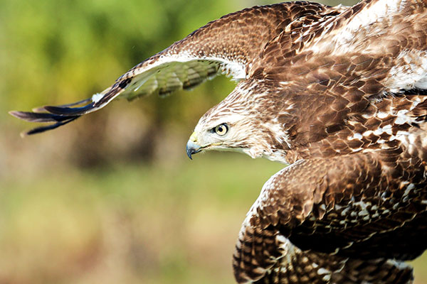 Hawk in flight looking for prey