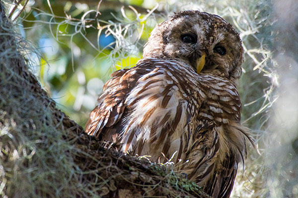 Barred owl sitting on tree branch covered with Spanish moss