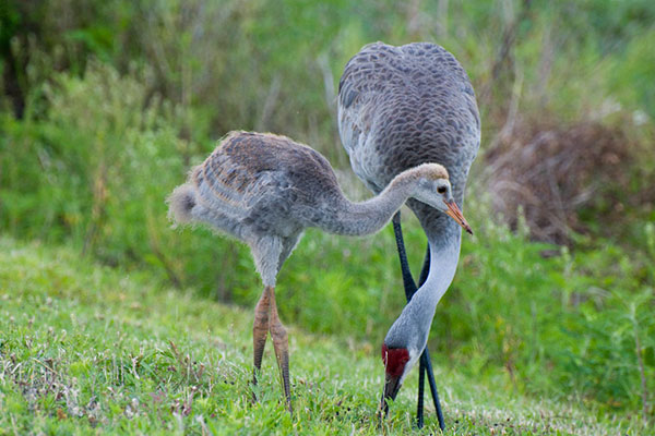 An young sandhill crane standing next to an adult sandhill crane eating.
